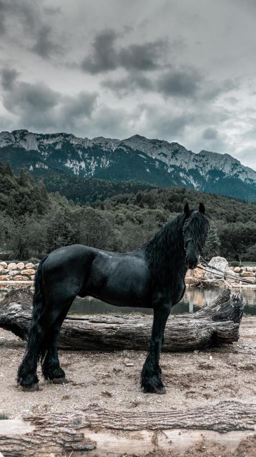 Zărneşti Popasul Craiuluiヴィラ エクステリア 写真