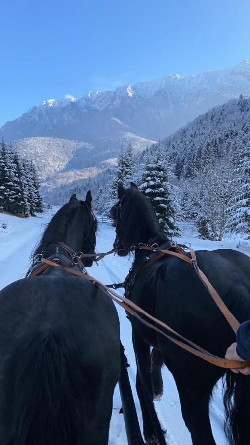 Zărneşti Popasul Craiuluiヴィラ エクステリア 写真